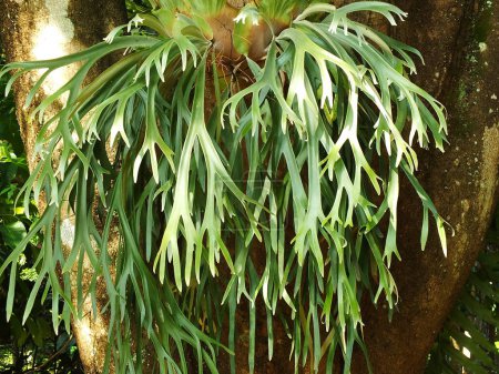 Hirschgeweihe sind eine Art epiphytische Pflanze, eine Pflanze, die sich an andere Objekte oder Bäume heftet, ohne der Pflanze zu schaden, die sie beherbergt. Platycerium holttumii Joncheere Hennipman.