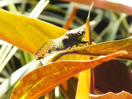 Cicada insecto en hábitat natural. Cicada permaneciendo en la superficie de la rama