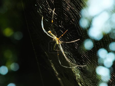 Araignée dans la toile d'araignée avec un fond naturel de forêt verte. Une grande araignée attend patiemment dans sa toile une proie