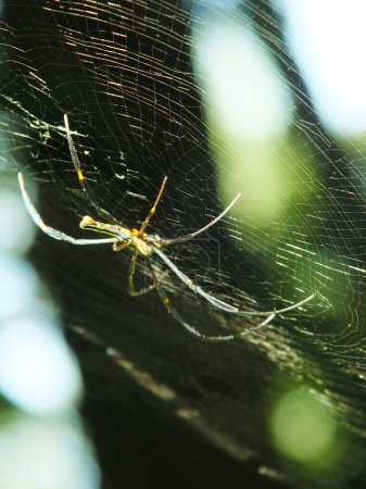 Foto de Araña en la telaraña con fondo de bosque verde natural. Una araña grande espera pacientemente en su telaraña por alguna presa - Imagen libre de derechos
