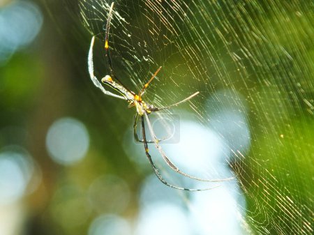 Araña en la telaraña con fondo de bosque verde natural. Una araña grande espera pacientemente en su telaraña por alguna presa
