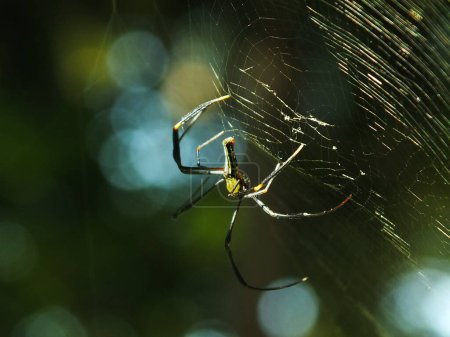 Téléchargez les photos : Araignée dans la toile d'araignée avec un fond naturel de forêt verte. Une grande araignée attend patiemment dans sa toile une proie - en image libre de droit