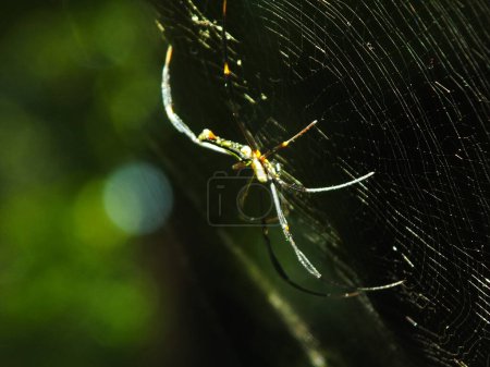 Araña en la telaraña con fondo de bosque verde natural. Una araña grande espera pacientemente en su telaraña por alguna presa