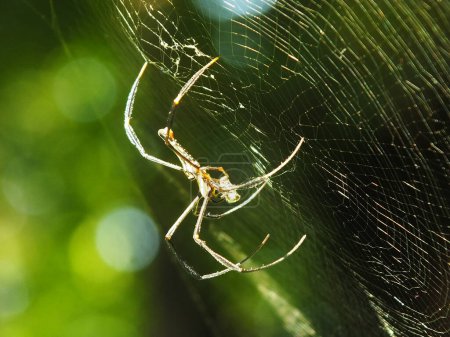 Téléchargez les photos : Araignée dans la toile d'araignée avec un fond naturel de forêt verte. Une grande araignée attend patiemment dans sa toile une proie - en image libre de droit