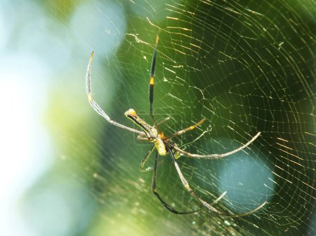 Spinne im Spinnnetz mit naturgrünem Waldhintergrund. Eine große Spinne wartet geduldig in ihrem Netz auf Beute