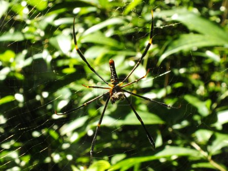 Spinne im Spinnnetz mit naturgrünem Waldhintergrund. Eine große Spinne wartet geduldig in ihrem Netz auf Beute