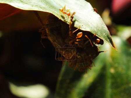 Un grupo de hormigas tejedoras haciendo un trabajo en equipo para morder insectos cigarras.