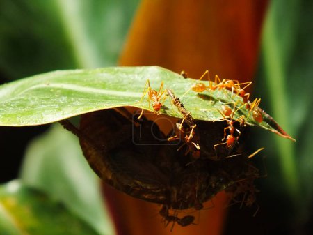 Un grupo de hormigas tejedoras haciendo un trabajo en equipo para morder insectos cigarras.