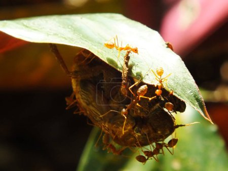 Eine Gruppe Weberameisen bei einer Teamarbeit zum Stich einer Zikade.