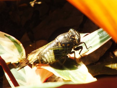 Cicada insect on natural habitat. Cicada staying on the surface of the branch