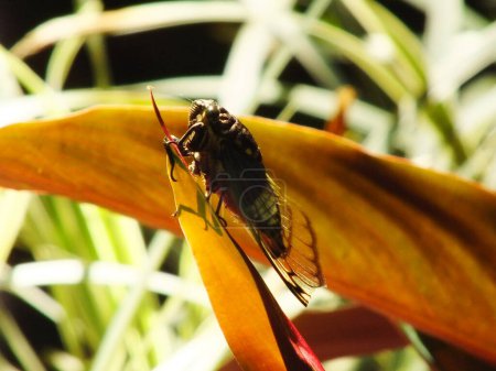 Cicada insecto en hábitat natural. Cicada permaneciendo en la superficie de la rama