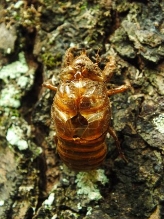 Molting cicada on a tree. Cicadas life cycle in nature forest. insect larva