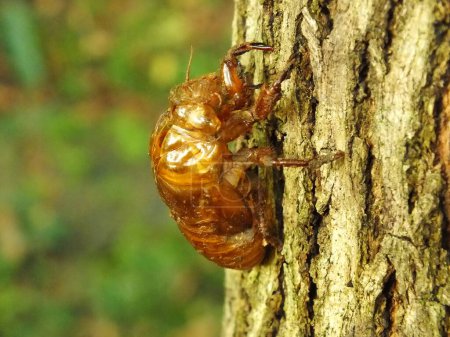 Molting cicada on a tree. Cicadas life cycle in nature forest. insect larva