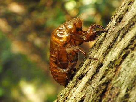 Häutende Zikaden an einem Baum. Lebenszyklus der Zikaden im Naturwald. Insektenlarve