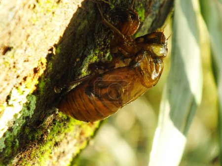 Una cigarra que se derrite en un árbol. Cicadas ciclo de vida en bosque natural. larva de insectos