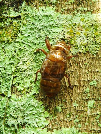 Una cigarra que se derrite en un árbol. Cicadas ciclo de vida en bosque natural. larva de insectos