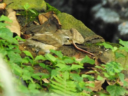 Augenbrauen-Drossel-Vogel (Turdus obscures) oder Augenbrauen-Drossel, Weißbrauen-Drossel, Dunkle Drossel. Ein schöner Vogel aus Sibirien. Es ist stark wandernd und überwintert südlich nach China und Südostasien. Es ist ein seltener Landstreicher nach Westeuropa.