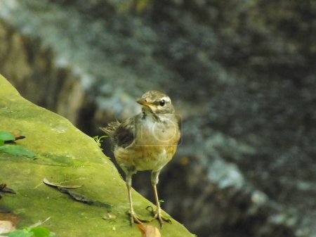 Eyebrowed Thrush Bird (Turdus obscures) or Eyebrowed Thrush, White browed Thrush, Dark Thrush. A beautiful bird from Siberia. It is strongly migratory, wintering south to China and Southeast Asia. It is a rare vagrant to western Europe.