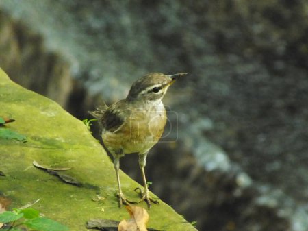 Eyebrowed Thrush Bird (Turdus obscures) or Eyebrowed Thrush, White browed Thrush, Dark Thrush. A beautiful bird from Siberia. It is strongly migratory, wintering south to China and Southeast Asia. It is a rare vagrant to western Europe.