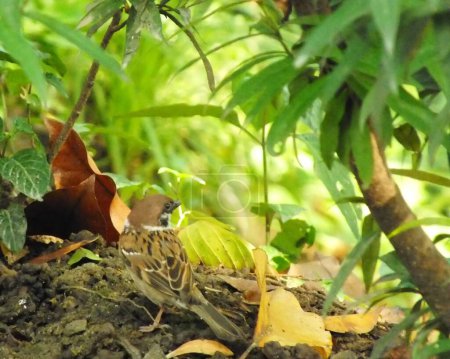 Baumpatzen am Morgen auf natürlichem Lebensraum im Wald. Sperlingsvogel auf Nahrungssuche