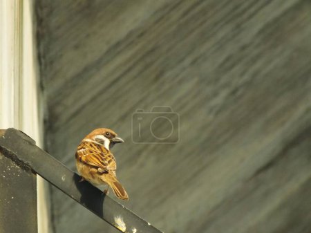 Brown sparrows bird perch on a metal pipe. City bird enjoying the free live around the building