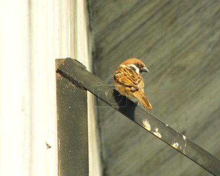 Brown sparrows bird perch on a metal pipe. City bird enjoying the free live around the building