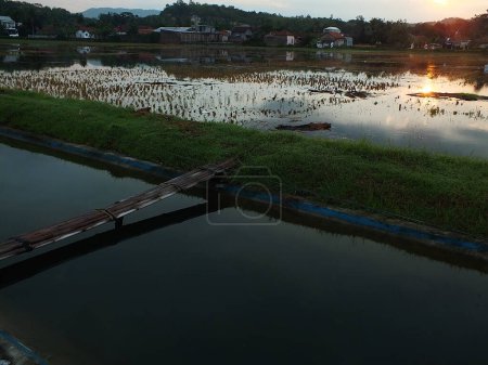 Téléchargez les photos : Décor relaxant et apaisant d'un vieux pont en bambou traversant un canal d'irrigation vers une rizière avec une lumière jaune dorée du lever du soleil - en image libre de droit