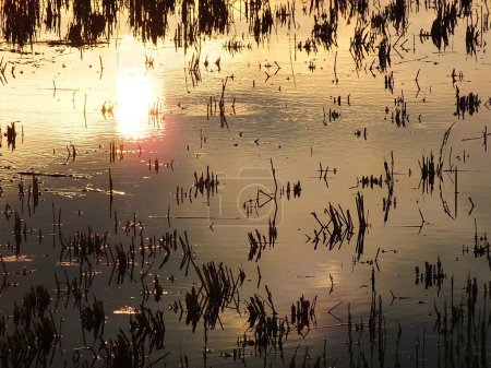abstraktes Hintergrundbild einer Sonnenaufgangsreflexion auf einer Sumpfwasseroberfläche. Silhouetten von Schilf wachsen in ländlichen Sümpfen, die goldenes Licht von der Sonne reflektiert