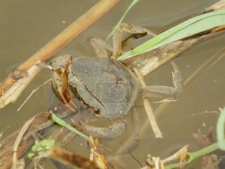 Brown Rice Crabs in wetlands live among dry rice branches submerged in water. Commonly found on rice field. This species is a fresh water crab commonly found at rural area rice field