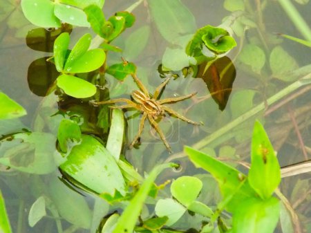 Téléchargez les photos : Six Spotted Fishing Spider est une araignée d'eau. Habituellement à la recherche d'une proie sur une zone humide. - en image libre de droit