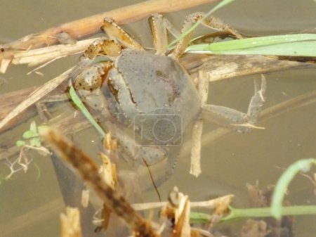 Brown Rice Crabs in wetlands live among dry rice branches submerged in water. Commonly found on rice field. This species is a fresh water crab commonly found at rural area rice field