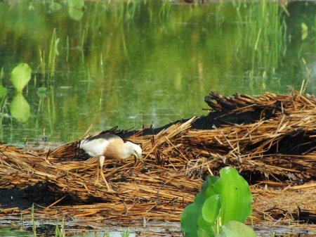 Ardeola speciosa, auch als Javanischer Teichreiher bekannt, ist ein Watvogel aus der Familie der Reiher aus Südostasien, insbesondere Indonesien. Häufig findet man sie in flachen Süß- und Salzwasserfeuchtgebieten