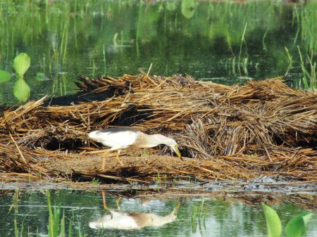 Ardeola speciosa, or known as the Javan  pond heron, is a wading bird of the heron family, from Southeast Asia, particularly Indonesia. They commonly found in shallow fresh and salt water wetlands