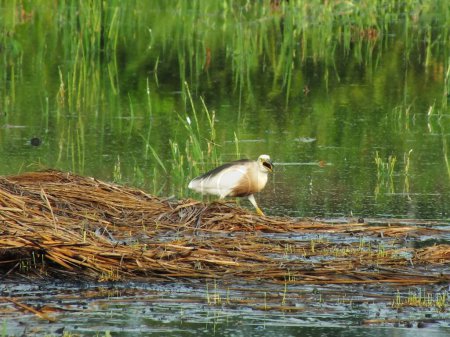 Ardeola speciosa, or known as the Javan  pond heron, is a wading bird of the heron family, from Southeast Asia, particularly Indonesia. They commonly found in shallow fresh and salt water wetlands