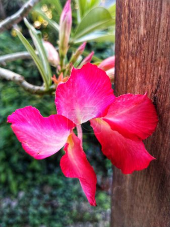 Adenium arabicum flower or desert rose or Pink red azalea blooming beautifully  in the garden.