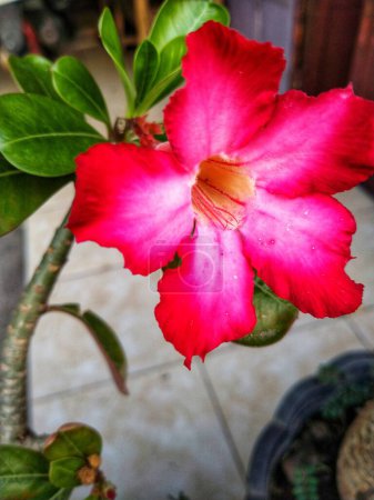 Adenium arabicum Blume oder Wüstenrose oder rosa rote Azalee blühen wunderschön im Garten.
