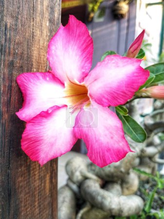 Adenium arabicum fleur ou rose du désert ou rose azalée rouge fleurissant magnifiquement dans le jardin.