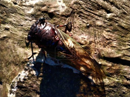 Eine Zikade hockt auf einem getrockneten Blatt. Nahaufnahme von Zikaden oder Zikaden oder Tanna japonensis
