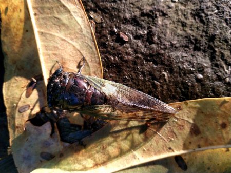 a cicada is perched on a dried leaf. Close up of Cicadas or Cicadidae or Tanna japonensis insect