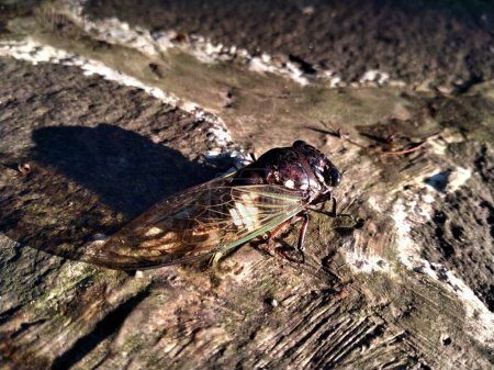 une cigale est perchée sur une feuille séchée. Gros plan sur l'insecte Cicadas ou Cicadidae ou Tanna japonensis