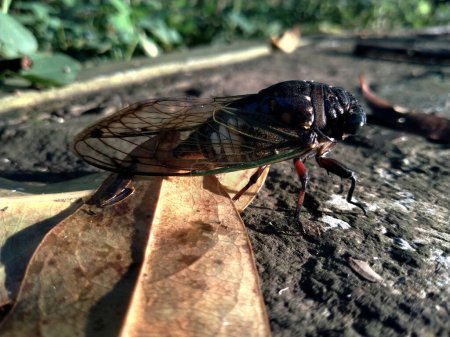 Photo for A cicada is perched on a dried leaf. Close up of Cicadas or Cicadidae or Tanna japonensis insect - Royalty Free Image
