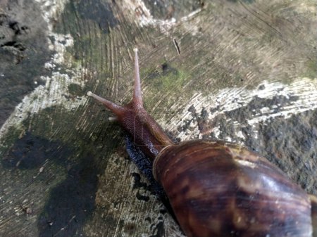 The name of Snail is a commonly applied on most often to land snails. Lissachatina fulica walking on the yard