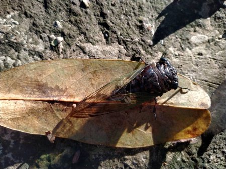a cicada is perched on a dried leaf. Close up of Cicadas or Cicadidae or Tanna japonensis insect