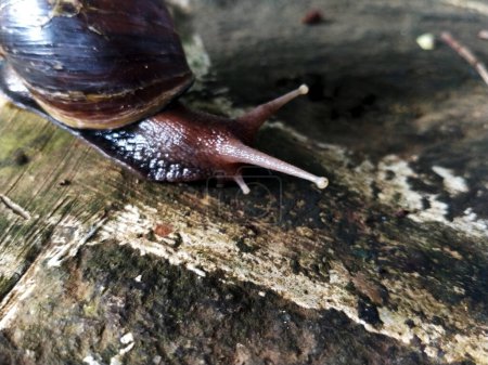 The name of Snail is a commonly applied on most often to land snails. Lissachatina fulica walking on the yard