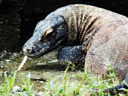 Joven dragón komodo en pose.Primer plano retrato del lagarto más grande del mundo Komodo de Indonesia, o Dragón Komodo, nombre científico es Varanus Komodoensis. 