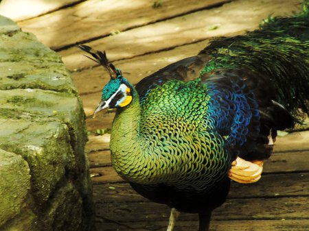 Green peacock. Pavo muticus. Beautiful bird with vibran color feather wich is found in the tropical forests of Southeast Asia, also known as a Javanese peacock and is endemic to the island of Java in Indonesia.