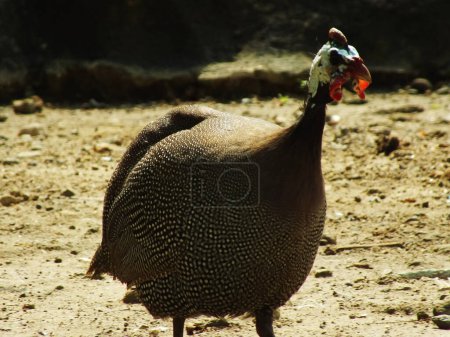 portrait of helmeted guineafowl on bright day light looking a food. Beautiful african bird. Numida meleagris