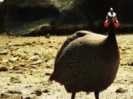 portrait de la pintade casquée à la lumière du jour à la recherche d'un aliment. Bel oiseau africain. Numida meleagris