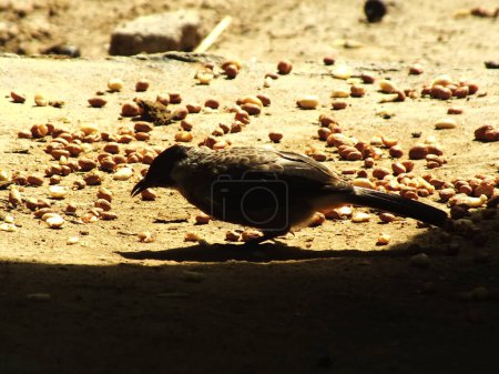 A Sooty headed bulbul on on the ground looking for food on a bright day light