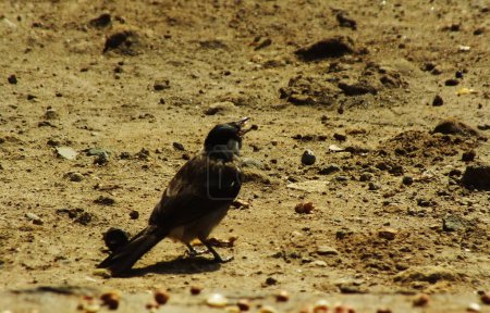 A Sooty headed bulbul on on the ground looking for food on a bright day light
